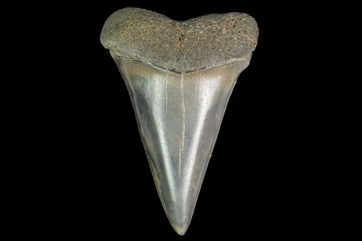 Fossil Mako Shark Tooth - South Carolina #142310